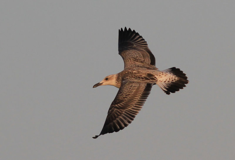 Kaspisk trut - Caspian Gull (Larus cachinnans)
