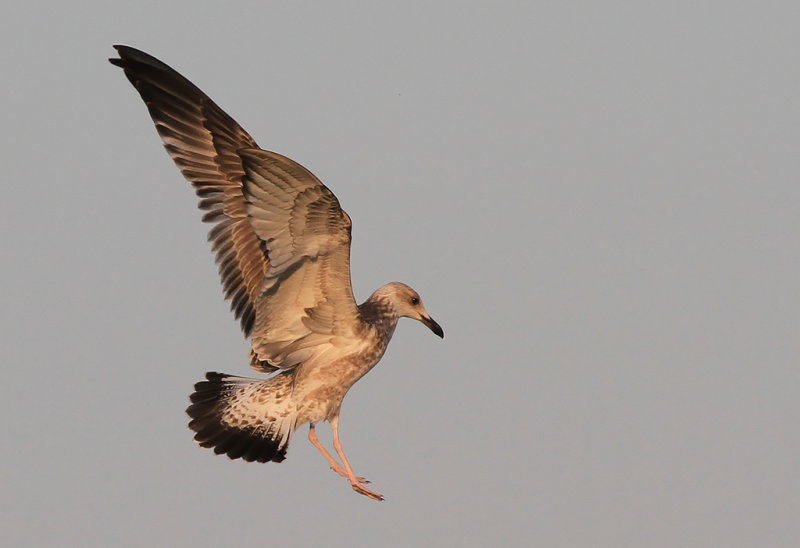 Kaspisk trut - Caspian Gull (Larus cachinnans)