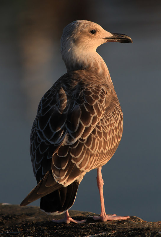 Kaspisk trut - Caspian Gull (Larus cachinnans)