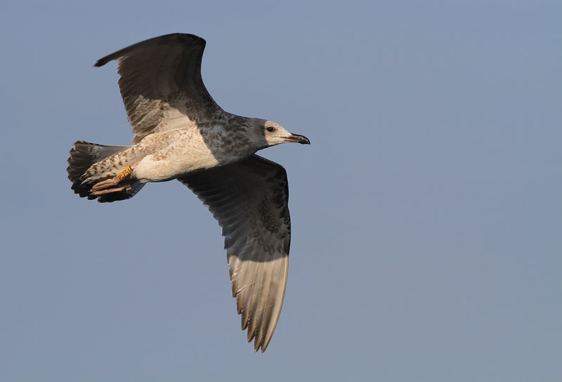 Kaspisk trut - Caspian Gull (Larus cachinnans)