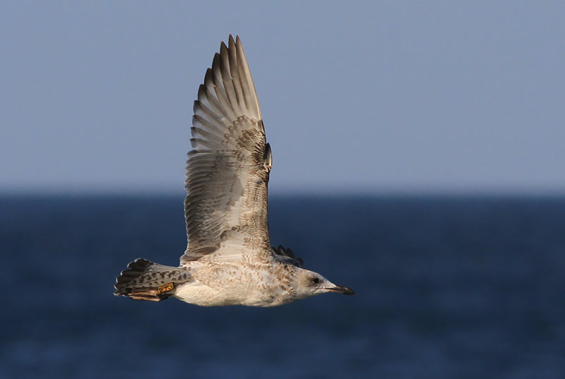 Kaspisk trut - Caspian Gull (Larus cachinnans)