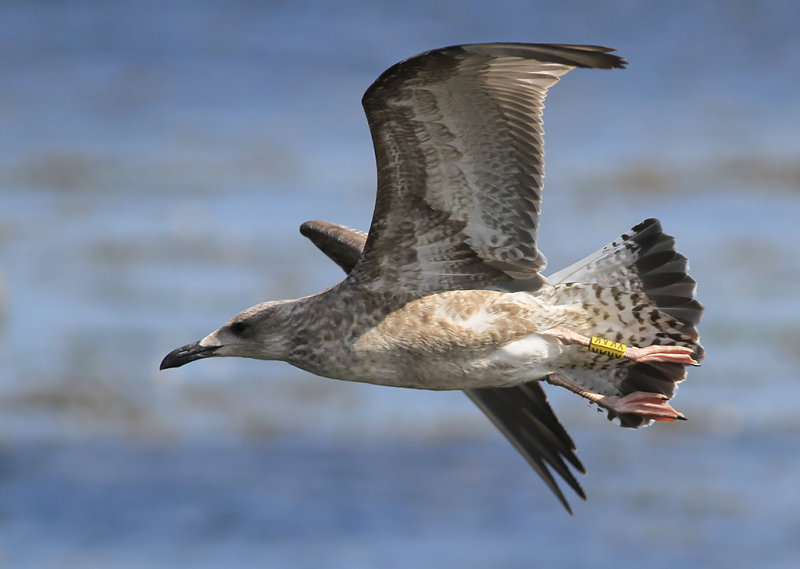 Kaspisk trut - Caspian Gull (Larus cachinnans)