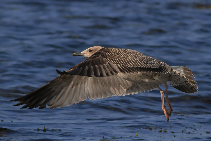 Medelhavstrut-Yellow-legged Gull (Larus michahellis)