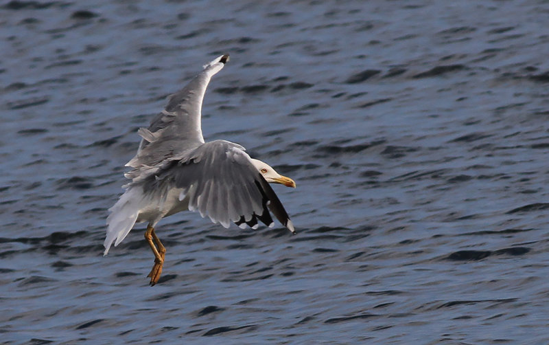 Medelhavstrut-Yellow-legged Gull (Larus michahellis)