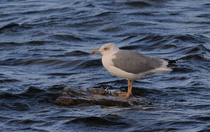 Medelhavstrut-Yellow-legged Gull (Larus michahellis)