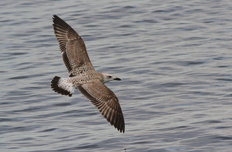 Kaspisk trut - Caspian Gull (Larus cachinnans)