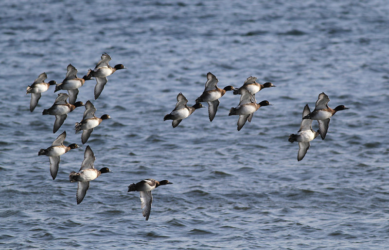 Bergand - Greater scaup (Aythya marila)