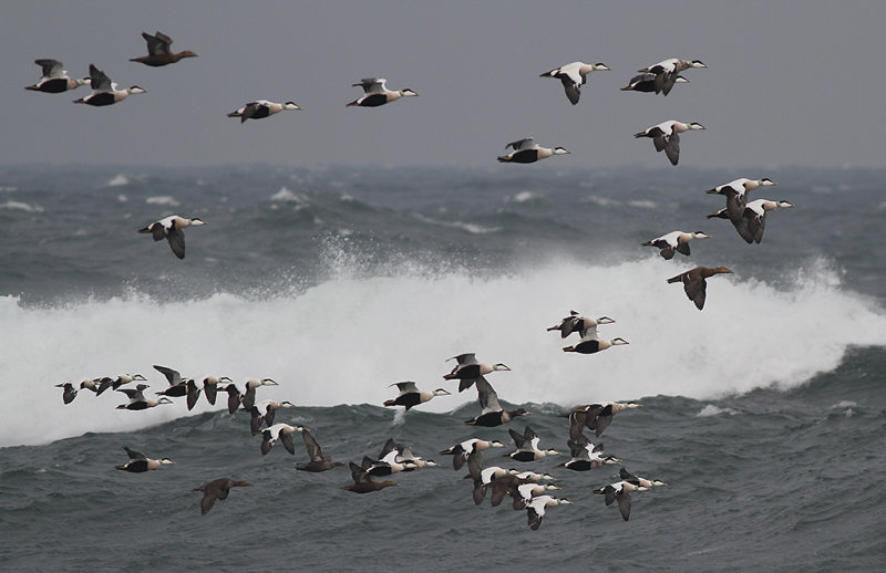 Ejder - Common eider (Somateria mollissima)