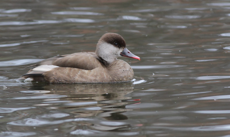 Rödhuvad dykand - Red-crested pochard (Netta rufina)