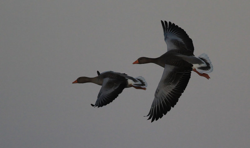 Grågås - Greylag goose (Anser anser)