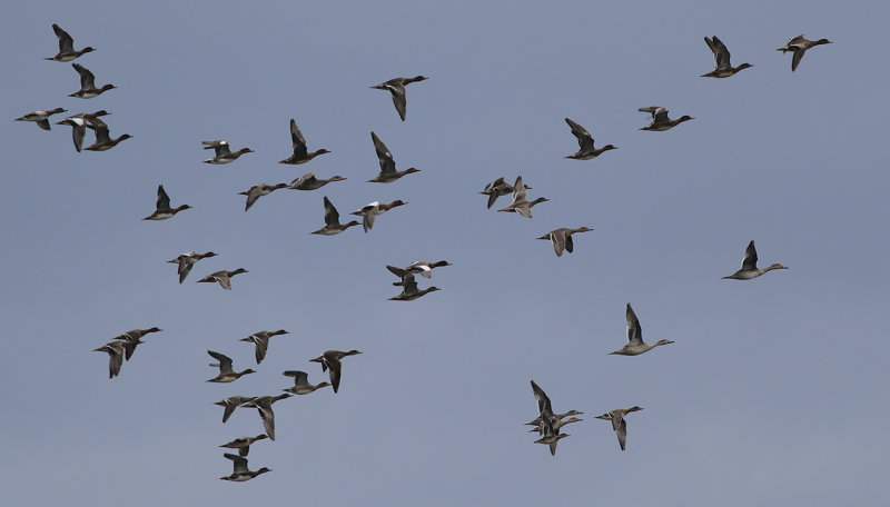 Simänder - Dabbling ducks