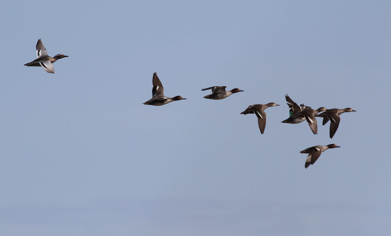Kricka - Eurasian teal (Anas crecca)