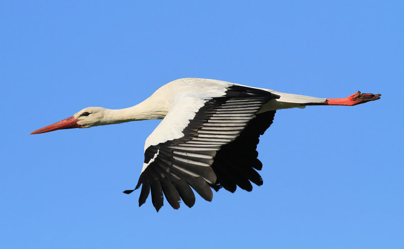 Vit stork - White stork (Ciconia ciconia)