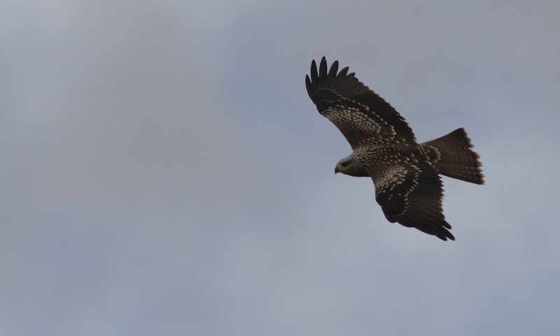 Brun glada - Black Kite (Milvus migrans)