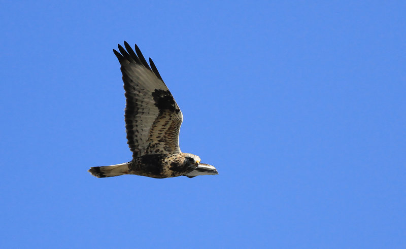 Fjällvråk - Rough-legged Buzzard (Buteo lagopus)