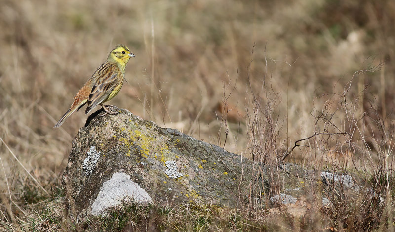 Gulsparv - Yellowhammer (Emberiza citrinella)