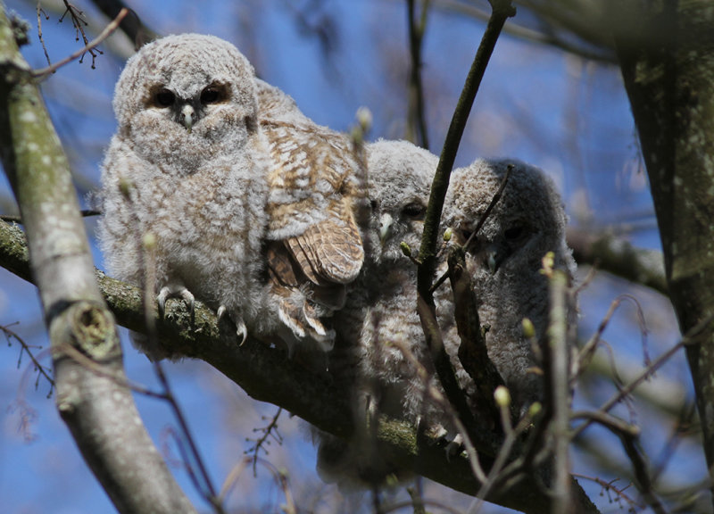 Kattuggla - Tawny Owl (Strix aluco)