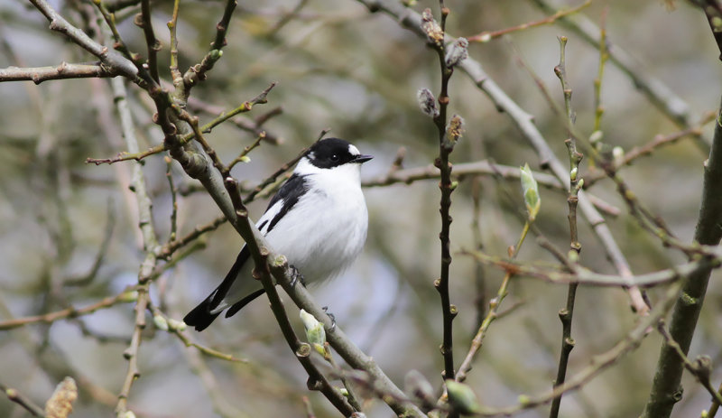 Halsbandsflugsnappare - Collared Flycatcher (Ficedula albicollis)