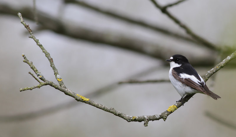 Svartvit flugsnappare - Pied Flycatcher (Ficedula hypoleuca)