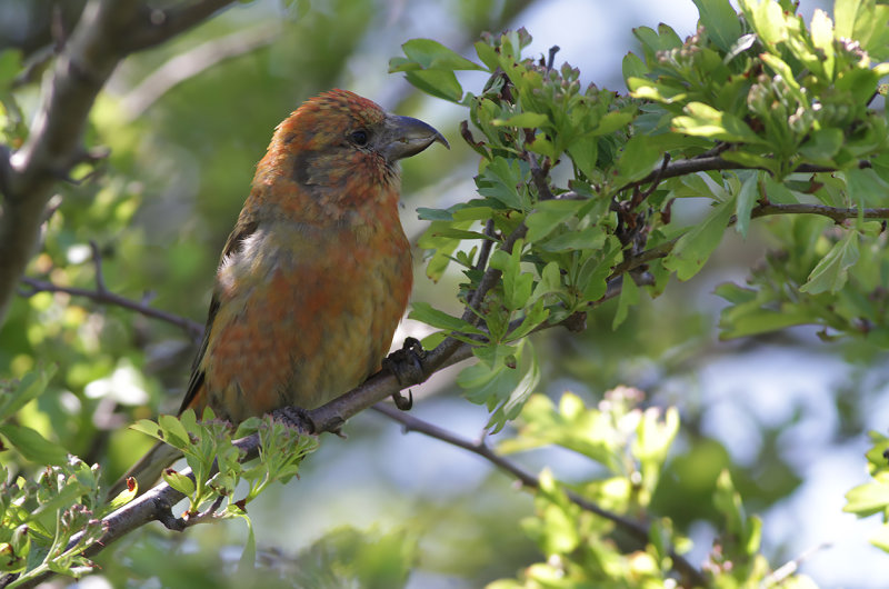 Mindre korsnäbb - Red Crossbill (Loxia curvirostra)