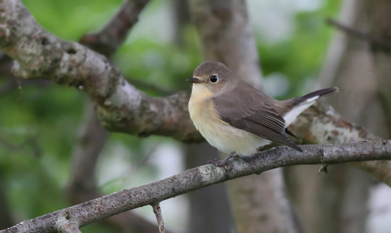 Mindre flugsnappare - Red-breasted Flycatcher (Ficedula parva)