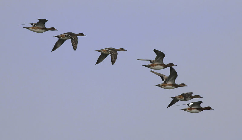 Bläsand - Eurasian wigeon (Mareca penelope)