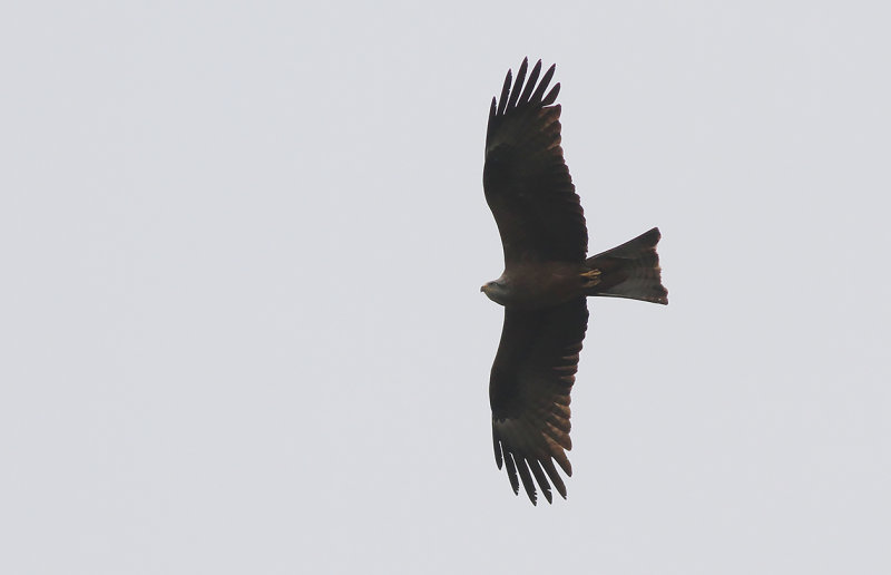 Brun glada - Black Kite (Milvus migrans)