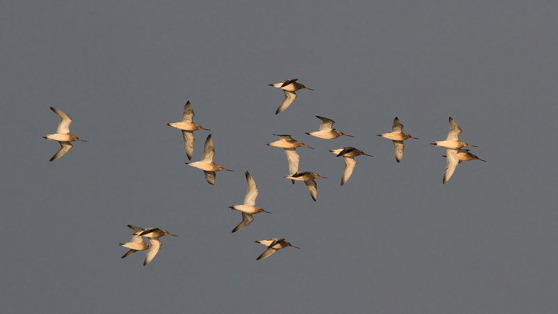 Myrspov - Bar-tailed Godwit (Limosa lapponica)