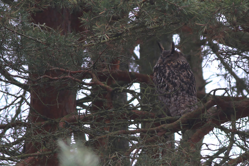 Berguv - Eurasian Eagle Owl (Bubo bubo)