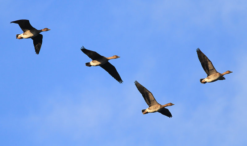 Sädgås - Taiga bean goose (Anser fabalis rossicus)