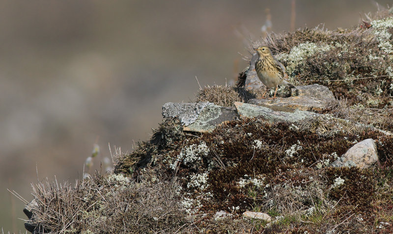 Ängspiplärka - Meadow Pipit (Anthus pratensis)