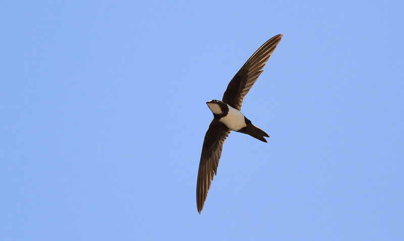 Alpseglare - Alpine Swift (Tachymarptis melba)