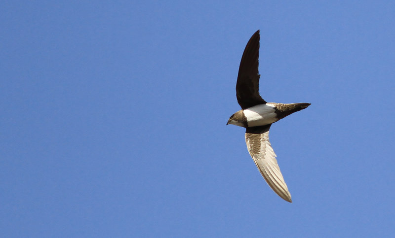 Alpseglare - Alpine Swift (Tachymarptis melba)