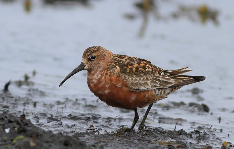 Spovsnäppa - Curlew Sandpiper (Calidris ferruginea)