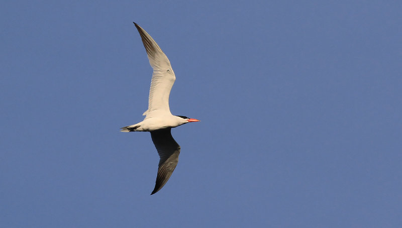 Skrntrna - Caspian Tern  (Hydroprogne caspia)