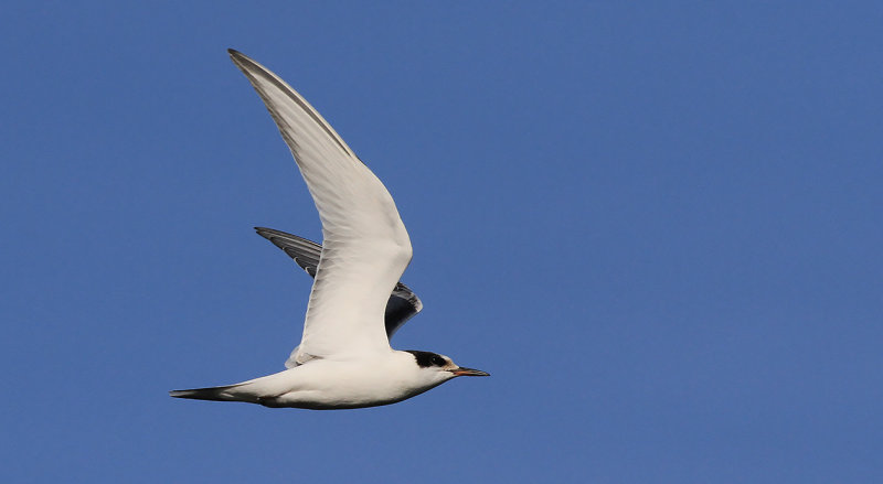 Fisktrna - Common Tern (Sterna hirundo)