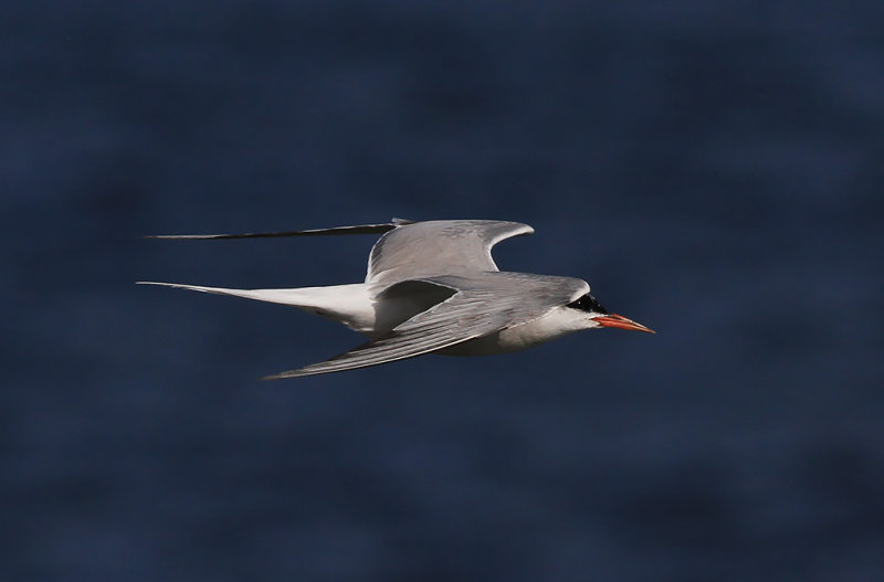 Fisktrna - Common Tern (Sterna hirundo)