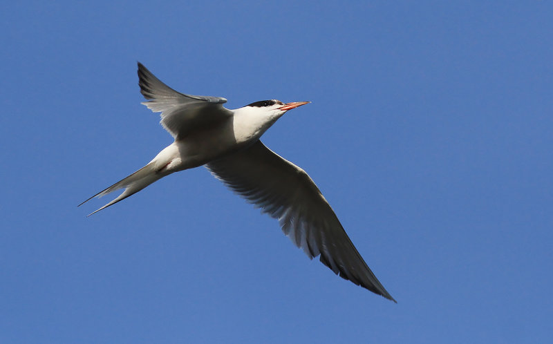 Fisktrna - Common Tern (Sterna hirundo)
