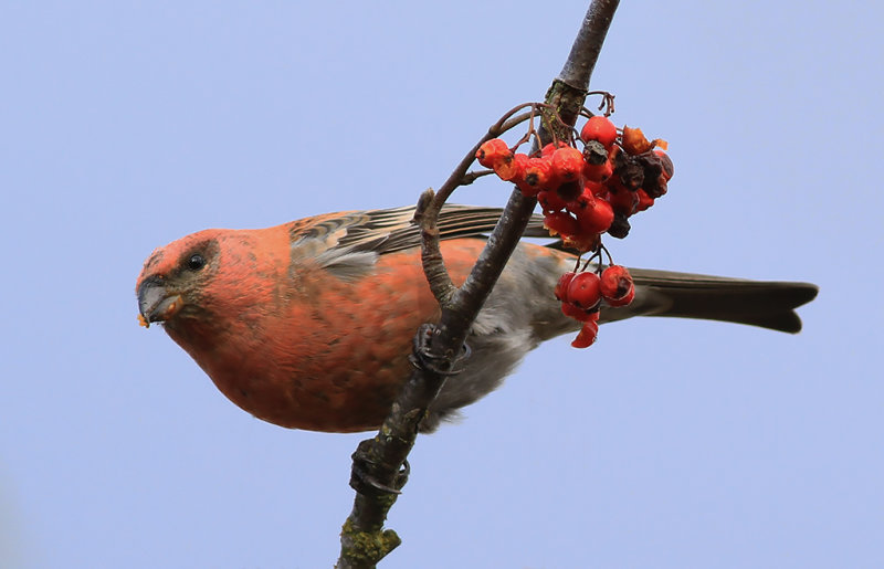 Tallbit - Pine Grosbeak (Pinicola enucleator)