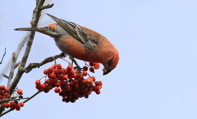 Tallbit - Pine Grosbeak (Pinicola enucleator)