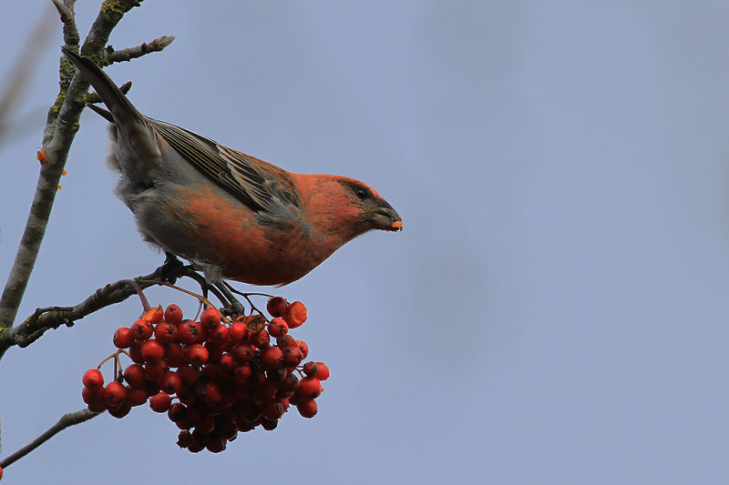 Tallbit - Pine Grosbeak (Pinicola enucleator)