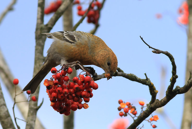 Tallbit - Pine Grosbeak (Pinicola enucleator)