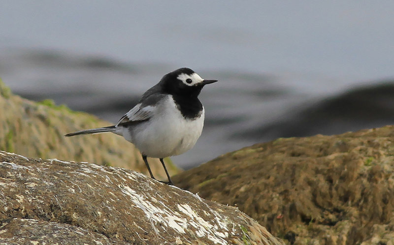 Masksädesärla - Masked wagtail (Motacilla alba personata)