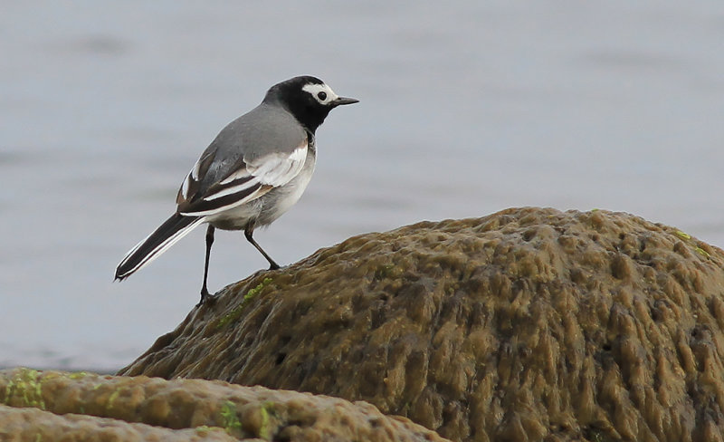 Masksädesärla - Masked wagtail (Motacilla alba personata)