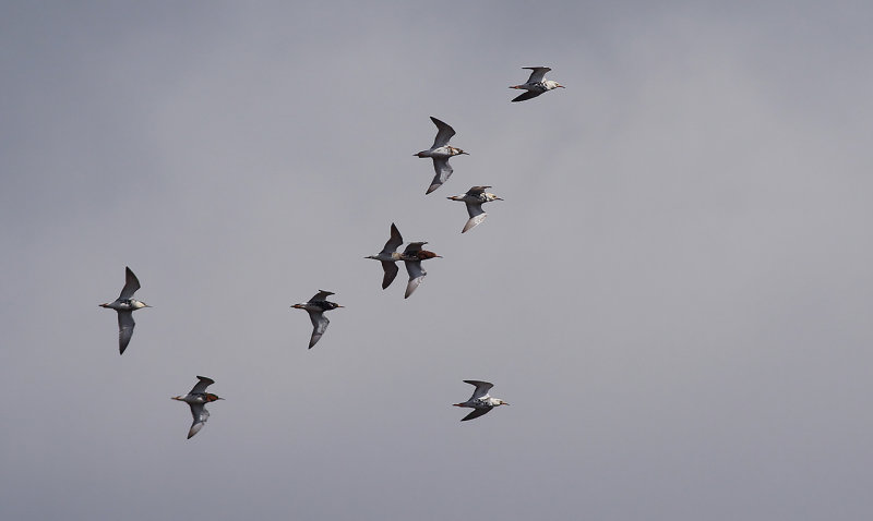 Brushane - Ruff (Calidris pugnax)
