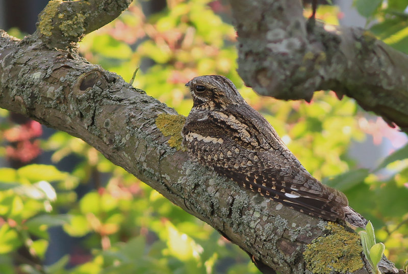 Nattskrra - Nightjar  (Caprimulgus europaeus)