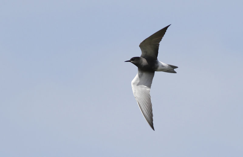 Svarttrna - Black Tern (Chlidonias niger)