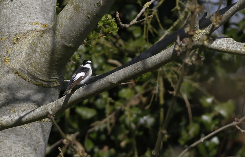 Halsbandsflugsnappare - Collared Flycatcher (Ficedula albicollis)