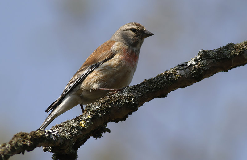 Hämpling - Linnet (Linaria cannabina)
