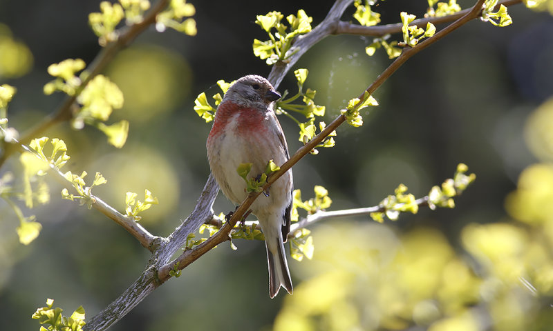 Hämpling - Linnet (Linaria cannabina)